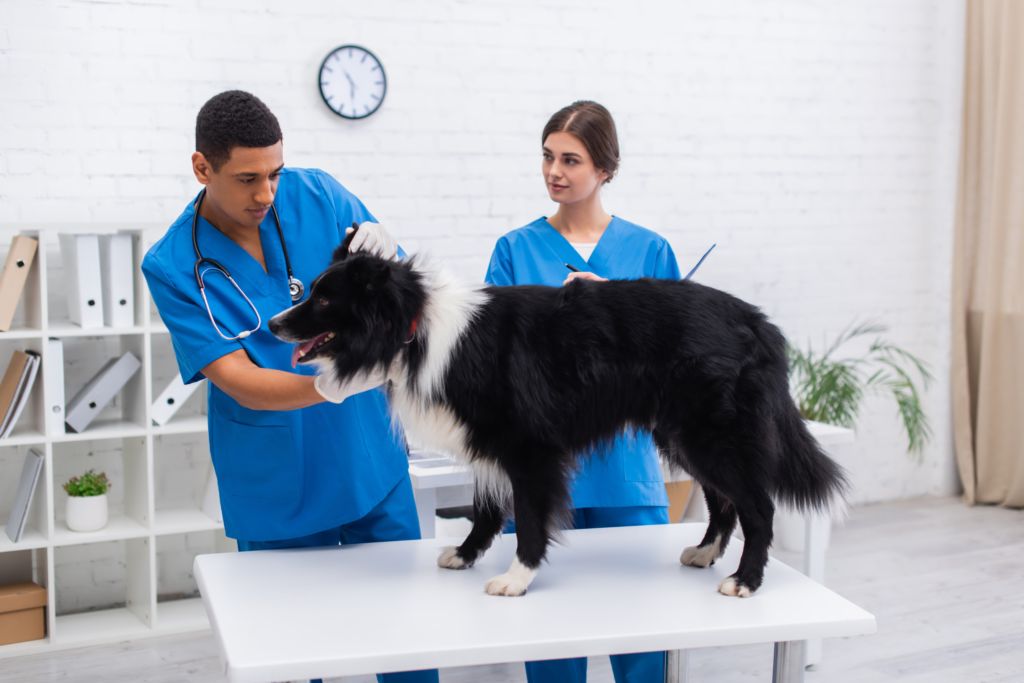 Why Employers Should Offer Pet Insurance to Employees